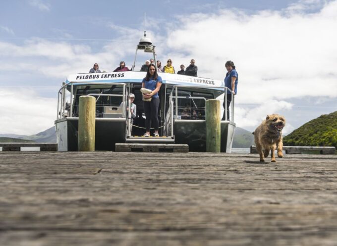 From Havelock: Marlborough Sounds Mail Boat Full-Day Cruise - Booking and Cancellation