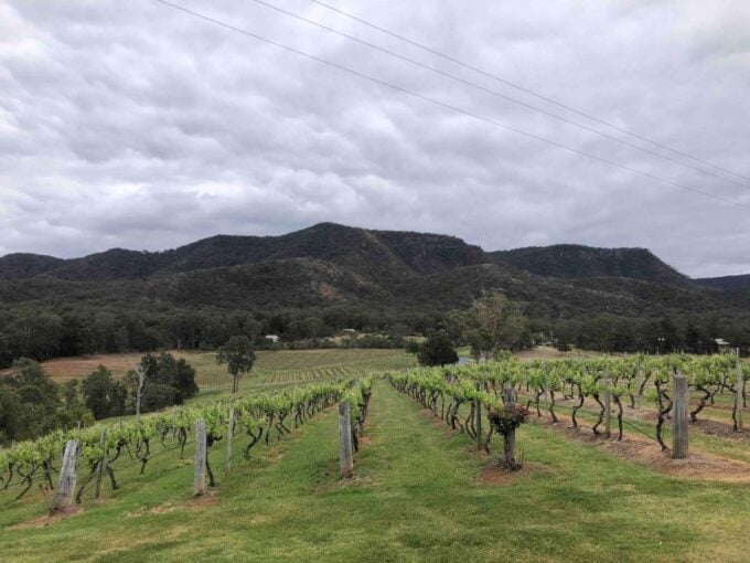 From Haymarket: Hunter Valley Wine and Wildlife Day Trip - Meet Kangaroos and Koalas