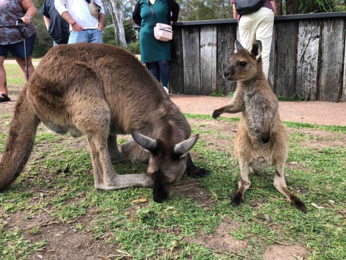 From Haymarket: Hunter Valley Wine and Wildlife Day Trip - Recap