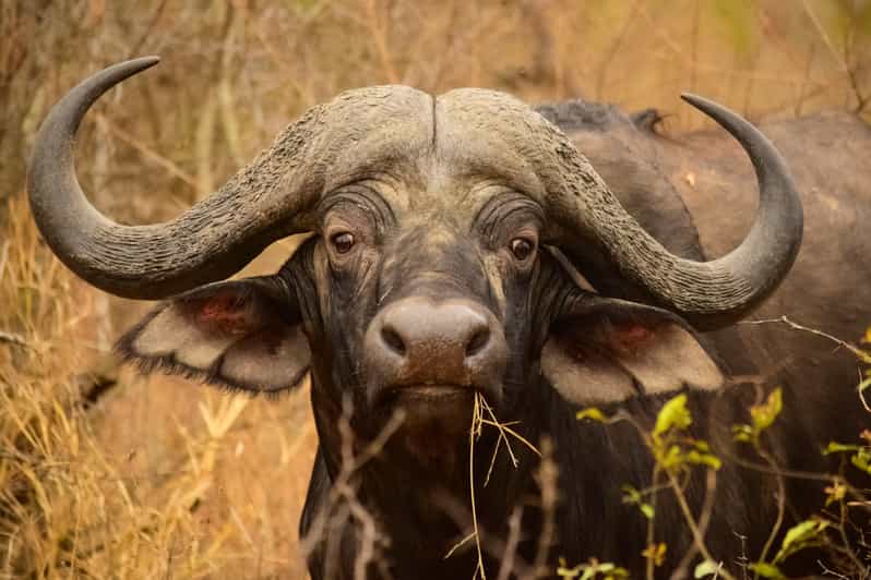 From Hazy View: Full Day Kruger National Park Safari - Experience and Highlights