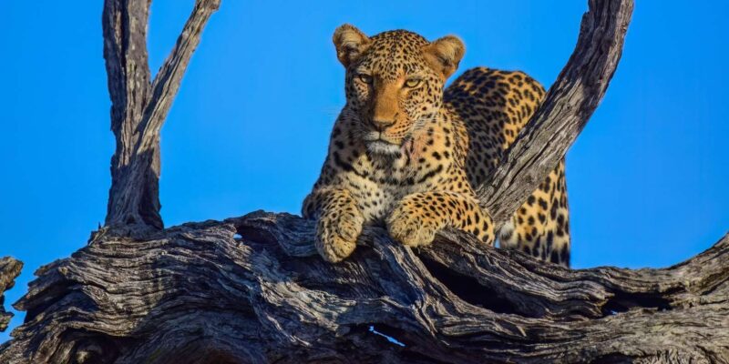 From Hazy View: Full Day Kruger National Park Safari - Itinerary Details