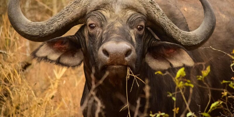 From Hazy View: Full Day Kruger National Park Safari - Inclusions and Exclusions