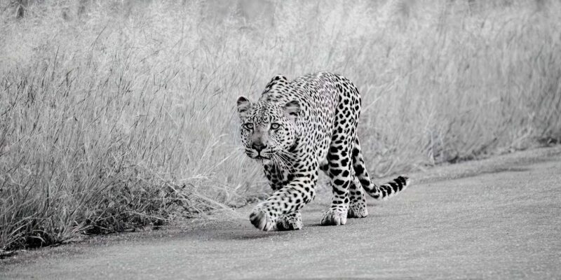 From Hazy View: Full Day Kruger National Park Safari - Recommended Attire