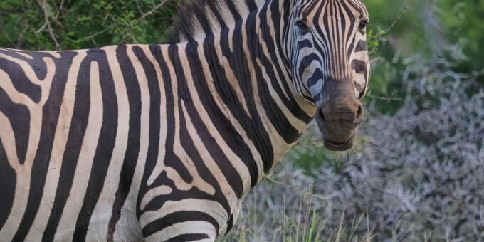 From Hazy View: Full Day Kruger National Park Safari - Prohibited Items