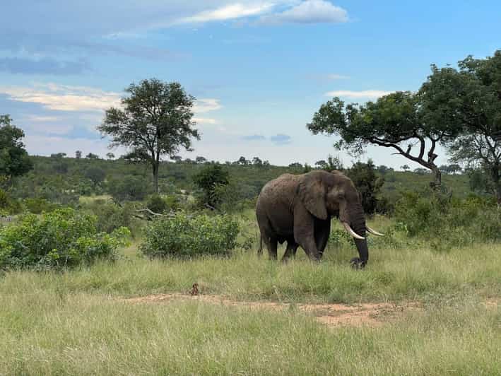From Hazyview : Big 5 Kruger National Park Day Safari - Key Points