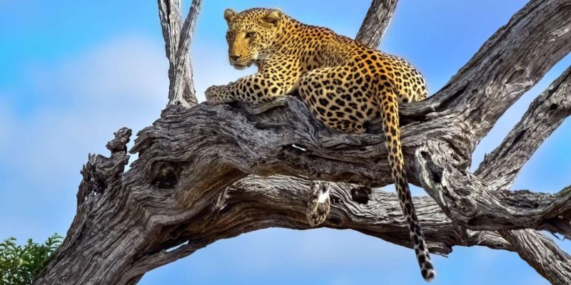 From Hazyview : Big 5 Kruger National Park Day Safari - Frequently Asked Questions