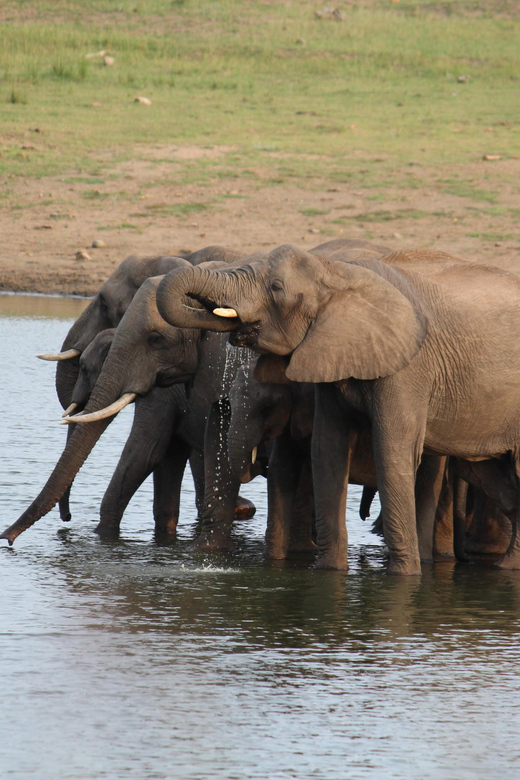 From Hazyview : Full Day Kruger BIG 5 Safari - Key Points