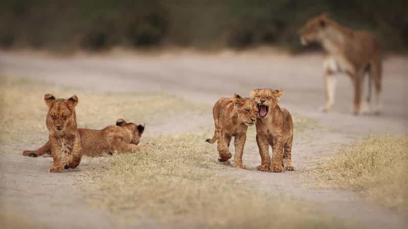 From Hazyview : Full Day Kruger BIG 5 Safari - Game Drive Experience