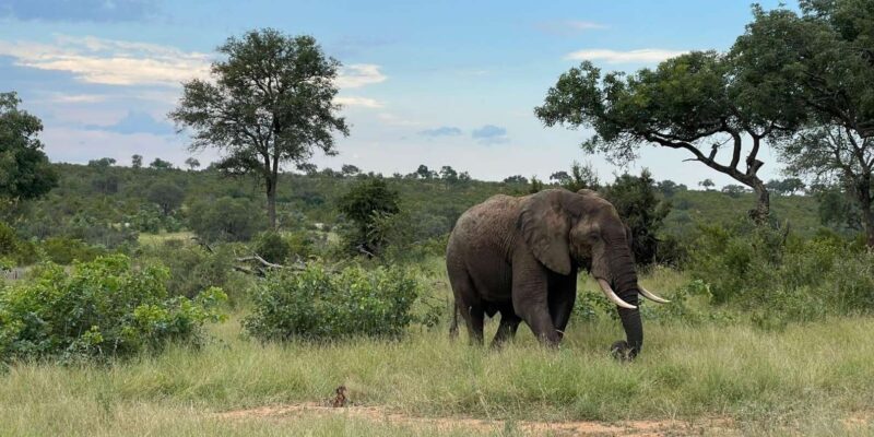 From Hazyview : Full Day Kruger BIG 5 Safari - Breakfast and Lunch