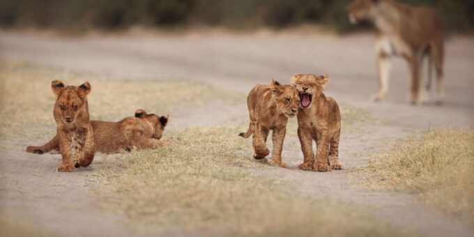 From Hazyview : Full Day Kruger BIG 5 Safari - Frequently Asked Questions
