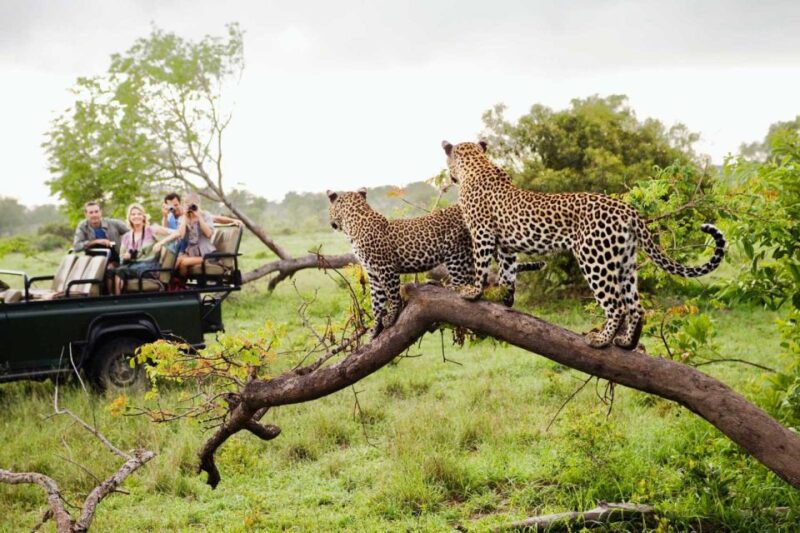 From Hazyview: Full Day Kruger Park Wildlife Safari - Key Points