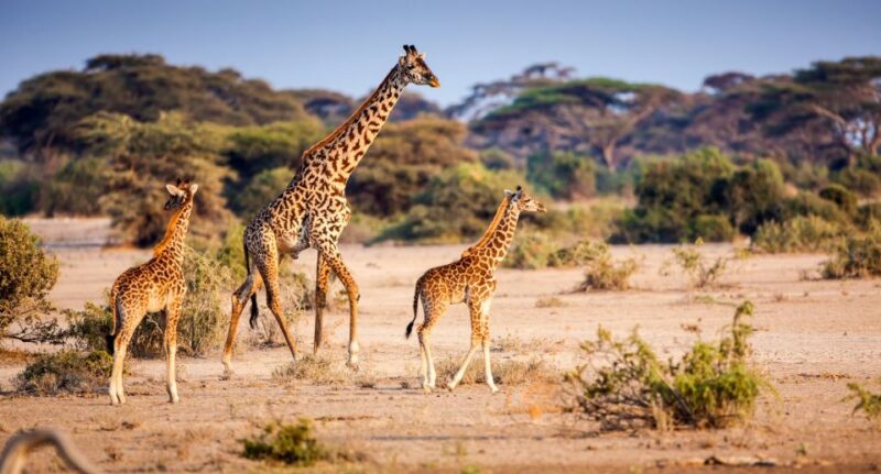 From Hazyview: Full Day Kruger Park Wildlife Safari - Departure and Sunrise Experience