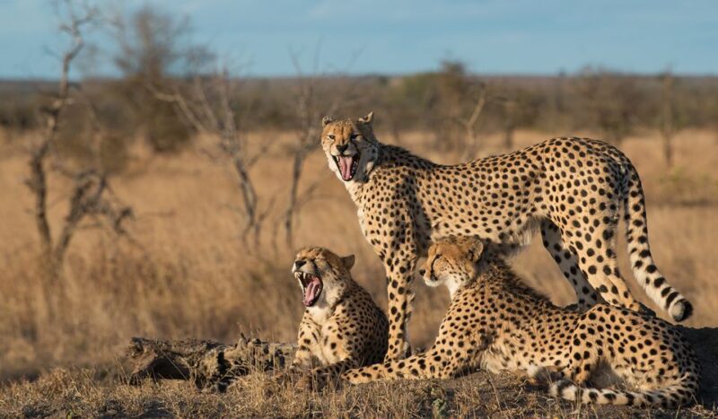 From Hazyview: Full Day Kruger Park Wildlife Safari - Big 5 Animal Sightings
