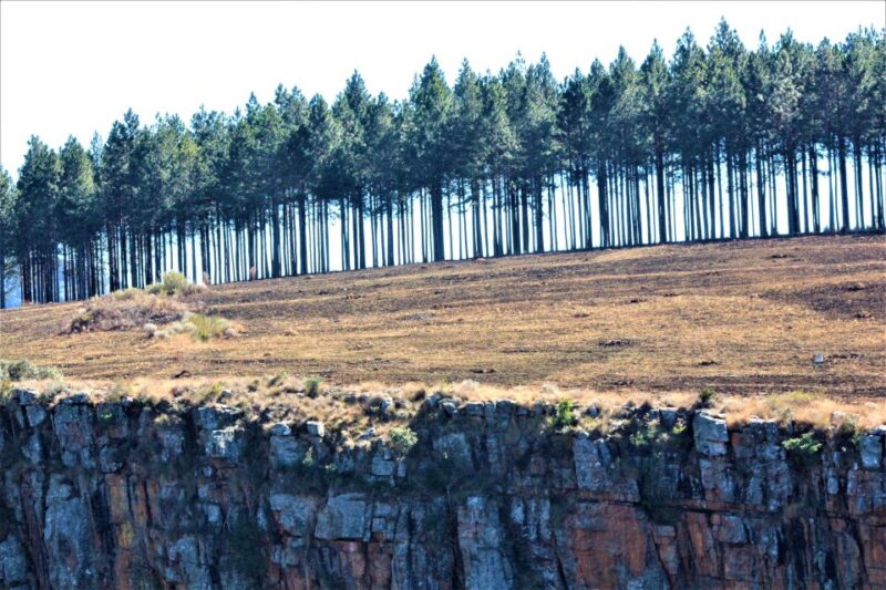 From Hazyview: Panorama Tour Highlights - Participant Information