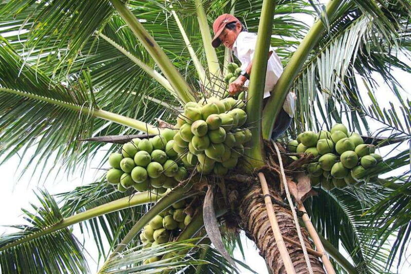 From HCM: 2-Day Tour Mekong Delta, Cai Rang Floating Market - Vinh Trang Pagoda