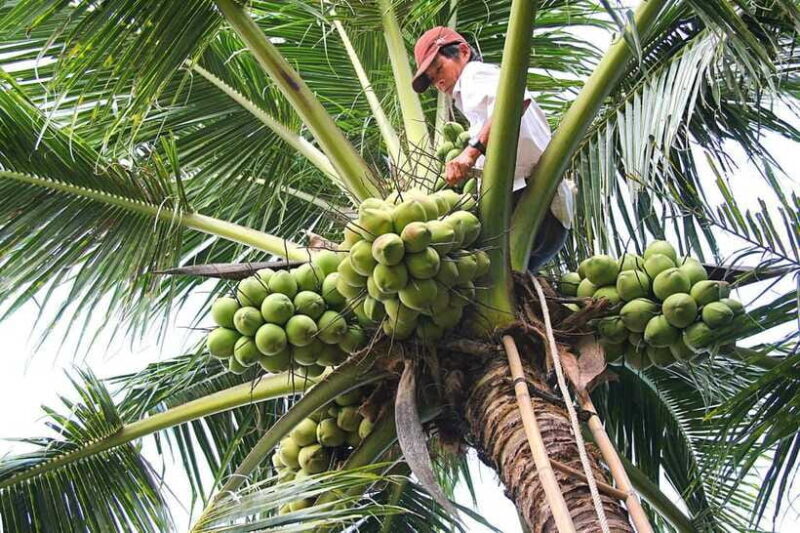 From HCM: 2-Day Tour Mekong Delta, Cai Rang Floating Market - Frequently Asked Questions