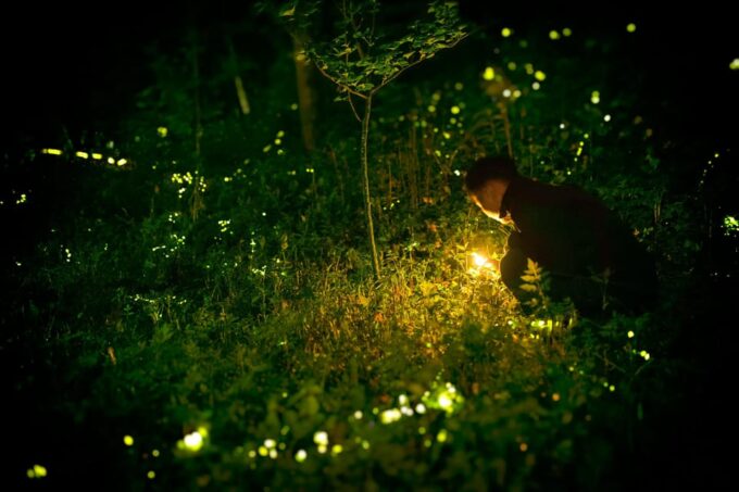 From HCM: Mekong Delta My Tho Ben Tre Fireflies - Mekong River Boat Trip