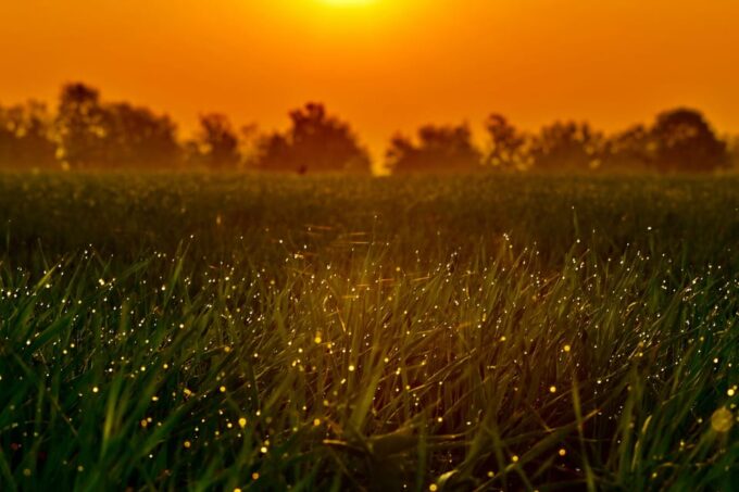 From HCM: Mekong Delta My Tho Ben Tre Fireflies - Explore Coconut Island