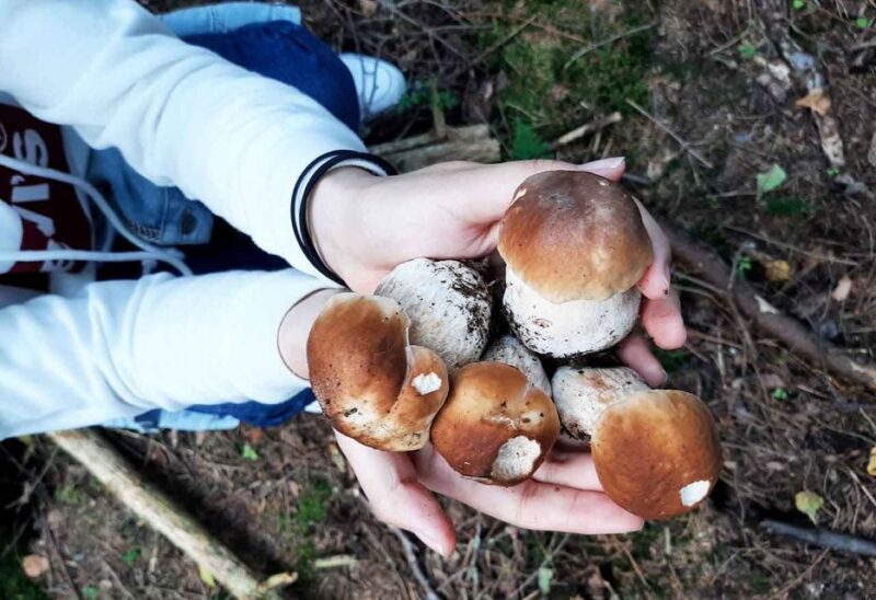 From Helsinki: Mushroom Hunting Tour in a National Park - Meeting Point and What to Bring