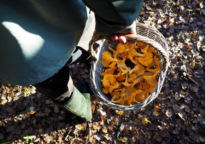 From Helsinki: Mushroom Hunting Tour in a National Park - Customer Reviews