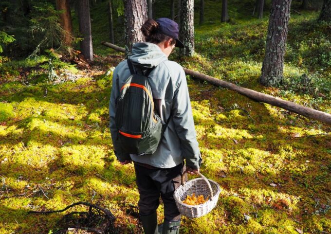 From Helsinki: Mushroom Hunting Tour in a National Park - Reserve Now & Pay Later