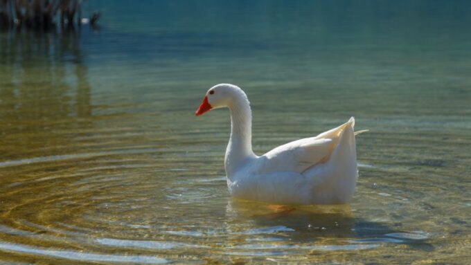 From Heraklion: Chania Town, Kournas Lake, and Rethymno Tour - Recommendations