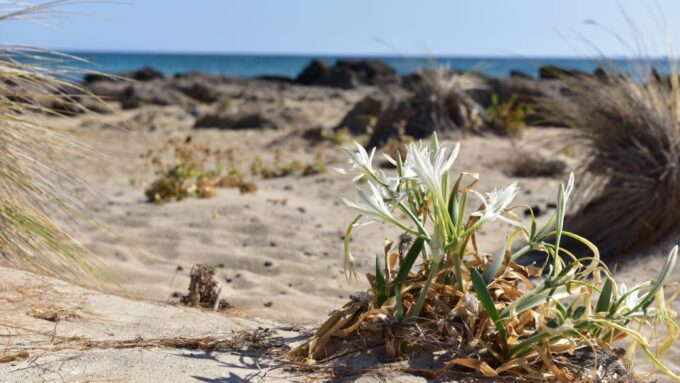 From Heraklion: Elafonisi Beach Day Tour With Pickup - Customer Reviews