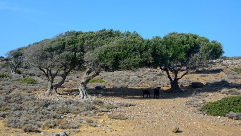 From Heraklion: Palm Forest Beach of Vai, Toplou & Sitia - Pricing and Inclusions