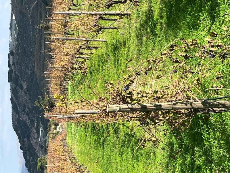 From Heraklion: Wine Tasting Experience @ Titakis Winery - Guided Wine Tasting Experience