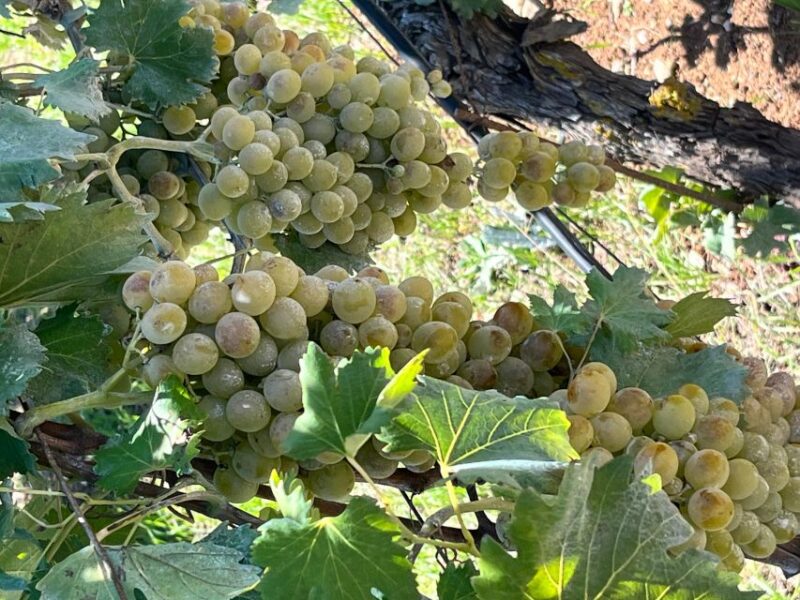 From Heraklion: Wine Tasting Experience @ Titakis Winery - Transportation and Pickup Logistics