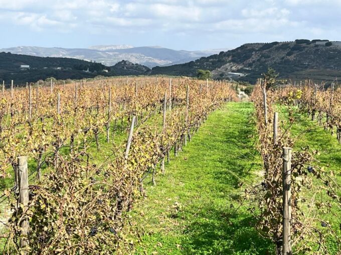 From Heraklion: Wine Tasting Experience @ Titakis Winery - Duration and Group Options
