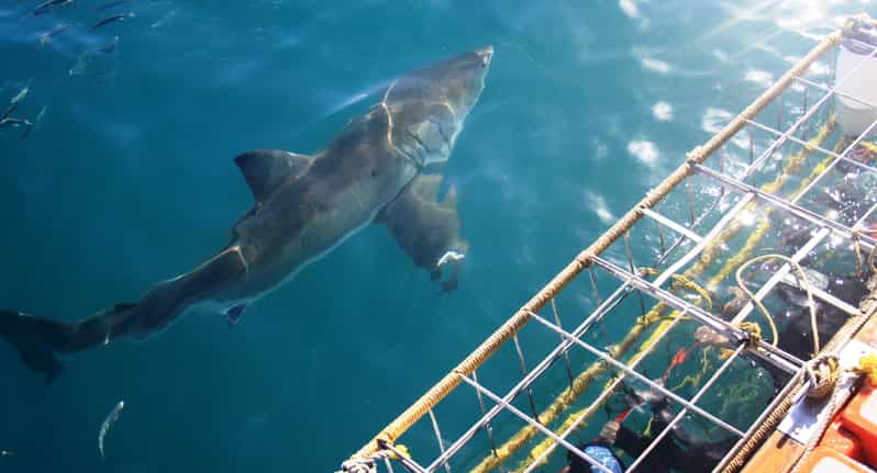 From Hermanus or Cape Town: Shark Cage Diving Experience - Experience Highlights