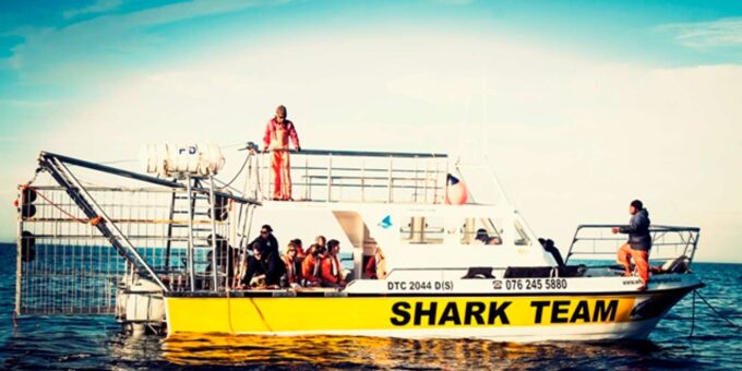 From Hermanus or Cape Town: Shark Cage Diving Experience - Transportation and Accessibility