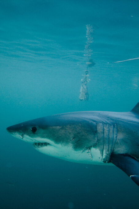 From Hermanus or Cape Town: Shark Cage Diving Experience - Customer Reviews and Ratings