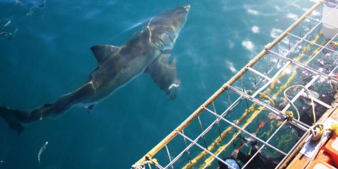 From Hermanus or Cape Town: Shark Cage Diving Experience - Frequently Asked Questions