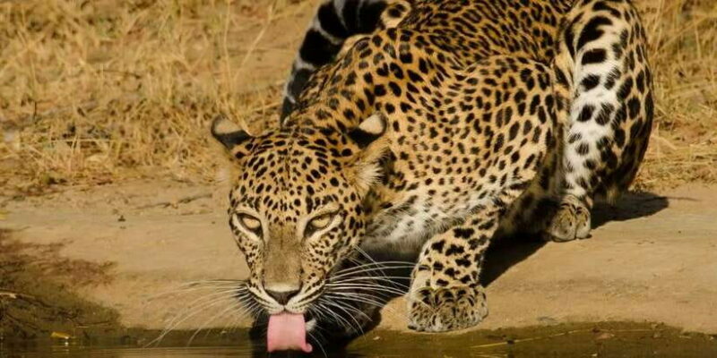 From Hikkaduwa/ Galle/ Mirissa - Yala National Park Safari - The Value of This Safari