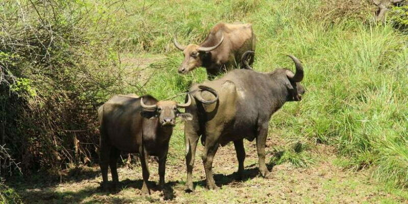 From Hikkaduwa/ Galle/ Mirissa - Yala National Park Safari - Who Should Consider This Tour?