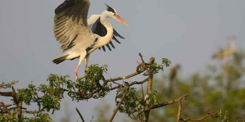 From Hikkaduwa/ Galle/ Mirissa - Yala National Park Safari - Frequently Asked Questions
