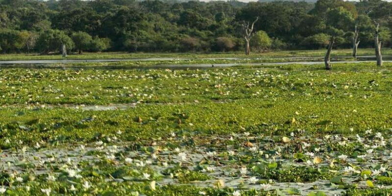 From Hikkaduwa/ Galle/ Mirissa - Yala National Park Safari - Final Thoughts
