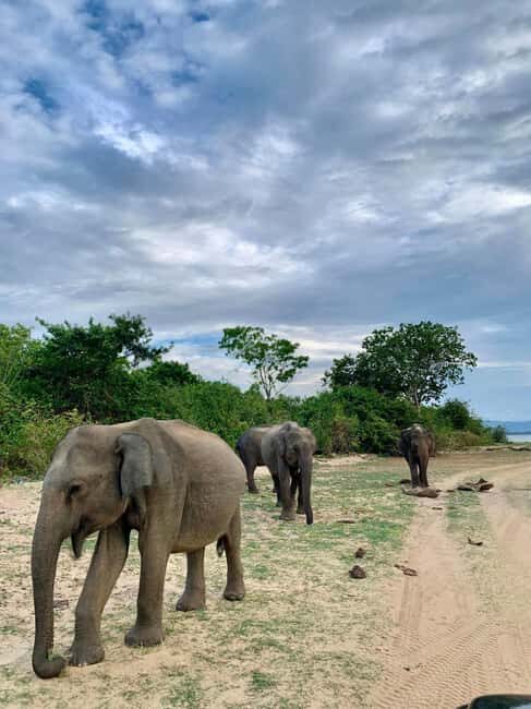 From Hikkaduwa/Mirissa/Galle/Tangalle - Yala Leopard Safari - A Close Look at the Tour Experience