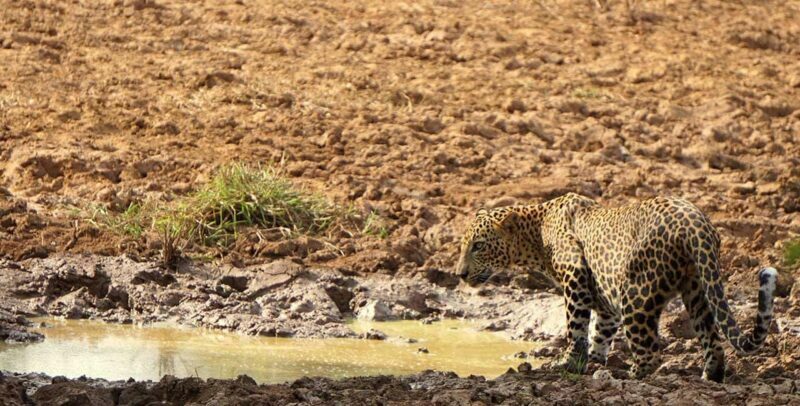 From Hikkaduwa/Mirissa/Galle/Tangalle - Yala Leopard Safari - Final Thoughts