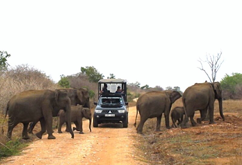 From Hikkaduwa: Udawalawe National Park Safari Tour - Inclusions