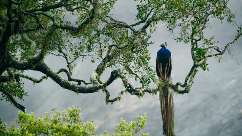 From Hikkaduwa: Udawalawe National Park Safari Tour - Booking Information