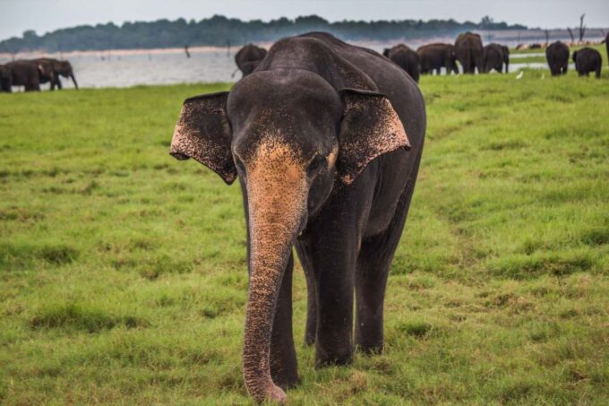 From Hikkaduwa: Udawalawe National Park Safari Tour - Recap
