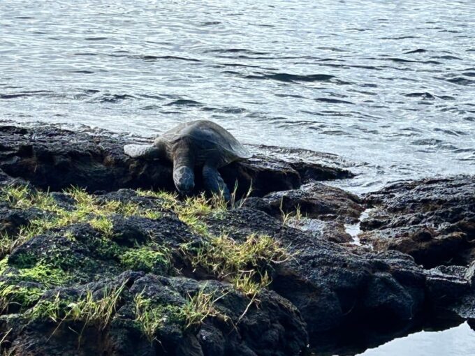 From Hilo: Hawaii Volcanoes National Park Tour - Customer Reviews