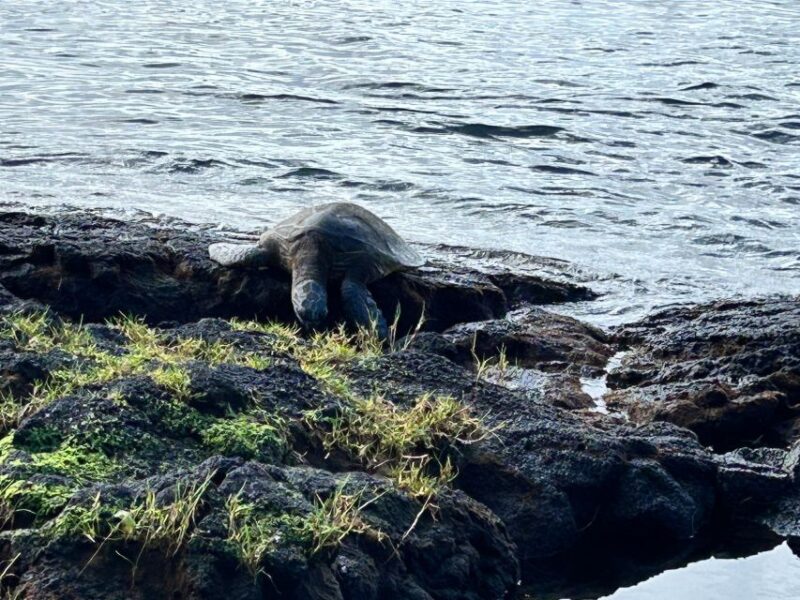 From Hilo: Hawaii Volcanoes National Park Tour - Pickup and Drop-off Locations