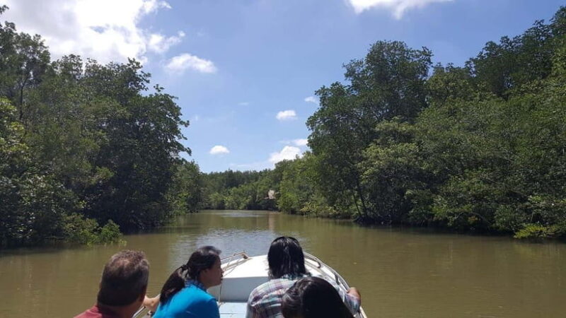 From Ho Chi Minh: Can Gio Mangrove Forest Private Tour - Tour Overview and Pricing