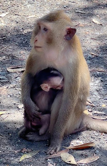 From Ho Chi Minh: Can Gio Mangrove Forest - Tour Duration and Inclusions
