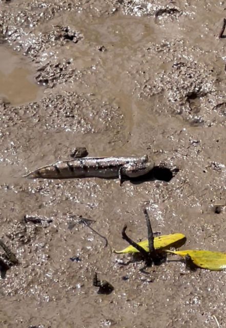 From Ho Chi Minh: Can Gio Mangrove Forest - Visiting Monkey Island