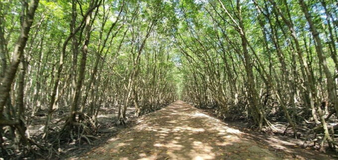 From Ho Chi Minh: Can Gio Mangrove & Monkey Island Day Trip - Experiencing the Historic Sac Guerilla Camp